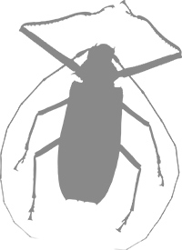 Иллюстрация к книге — Фабр. Королева жуков [i_009.jpg]