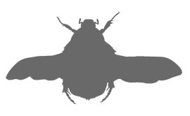 Иллюстрация к книге — Фабр. Королева жуков [i_019.jpg]