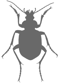 Иллюстрация к книге — Фабр. Королева жуков [i_027.jpg]