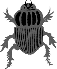 Иллюстрация к книге — Фабр. Королева жуков [i_031.jpg]