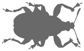 Иллюстрация к книге — Битва жуков [i_006.jpg]