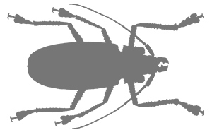 Иллюстрация к книге — Битва жуков [i_017.jpg]