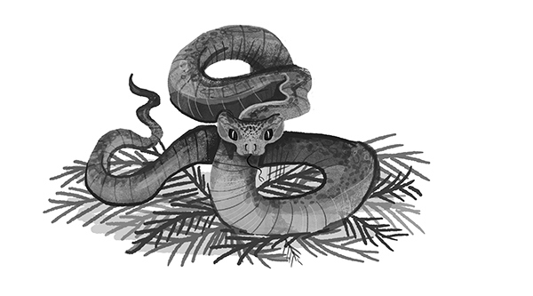 Иллюстрация к книге — Битва жуков [i_019.jpg]