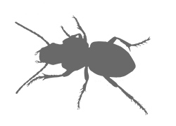 Иллюстрация к книге — Битва жуков [i_020.jpg]