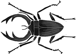 Иллюстрация к книге — Битва жуков [i_022.jpg]