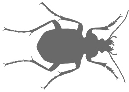 Иллюстрация к книге — Битва жуков [i_023.jpg]