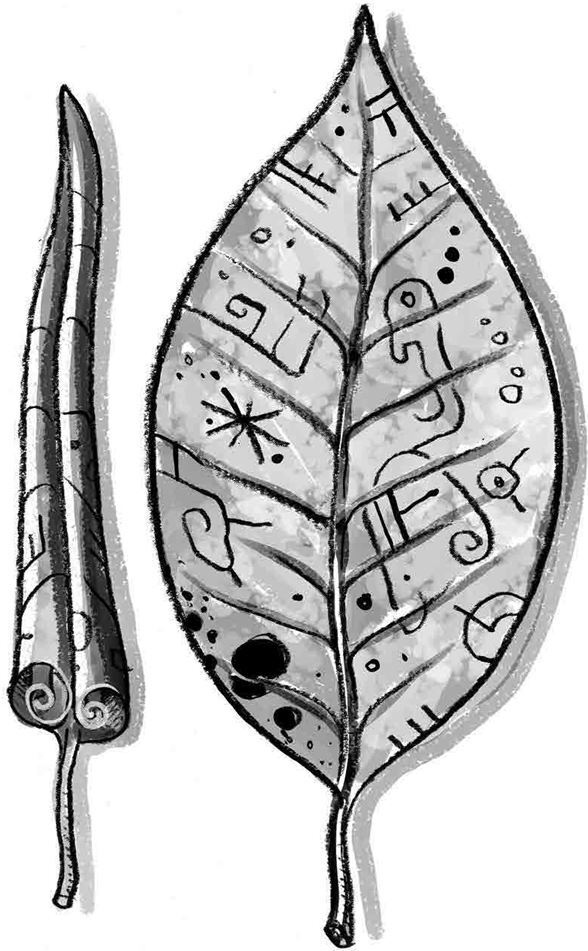 Иллюстрация к книге — Бука. Нежданные гости [i_009.jpg]