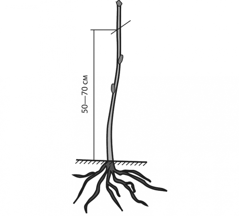 Иллюстрация к книге — Как обустроить сад и зарабатывать на нем [i_002.jpg]