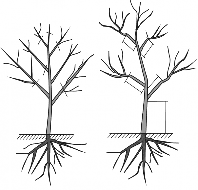 Иллюстрация к книге — Как обустроить сад и зарабатывать на нем [i_003.jpg]