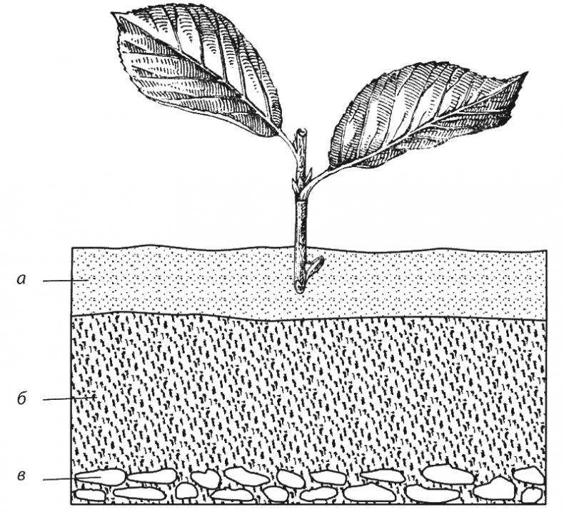 Иллюстрация к книге — Как обустроить сад и зарабатывать на нем [i_012.jpg]