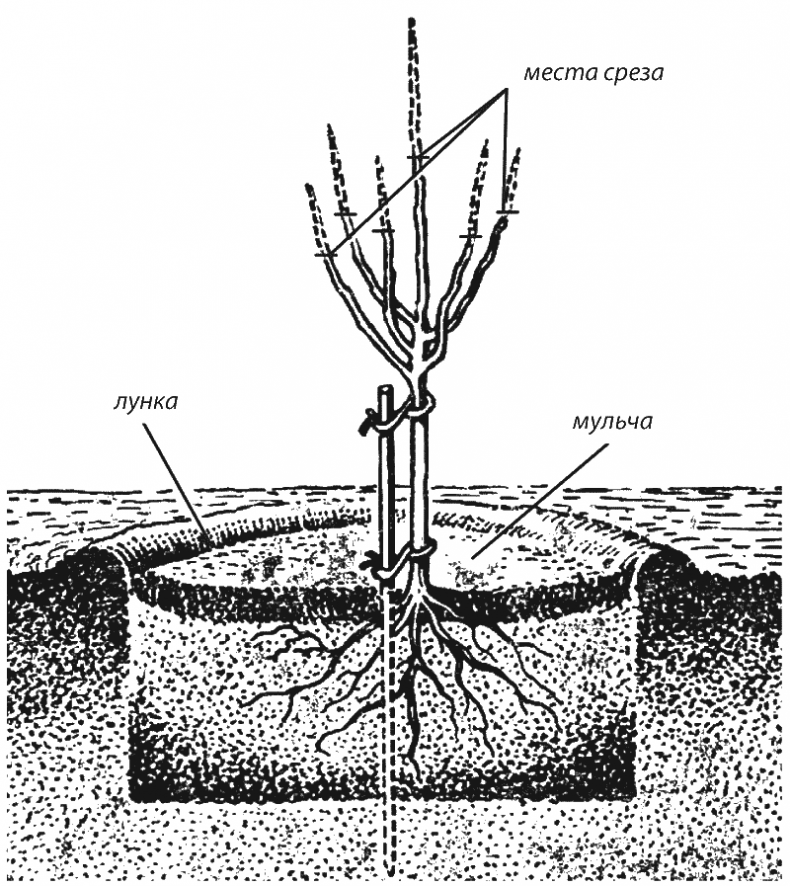 Иллюстрация к книге — Как обустроить сад и зарабатывать на нем [i_015.jpg]