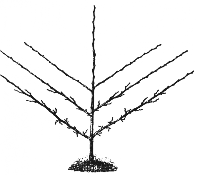 Иллюстрация к книге — Как обустроить сад и зарабатывать на нем [i_022.jpg]