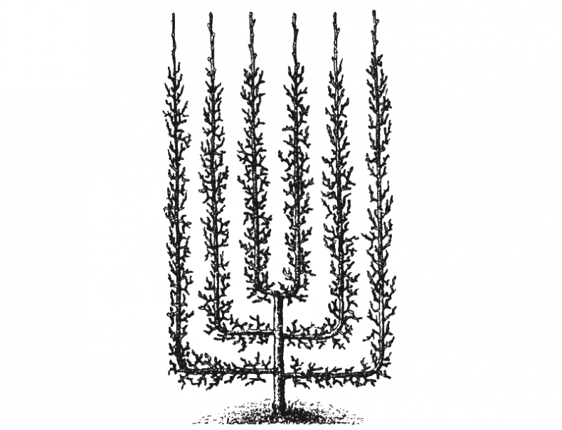 Иллюстрация к книге — Как обустроить сад и зарабатывать на нем [i_025.jpg]