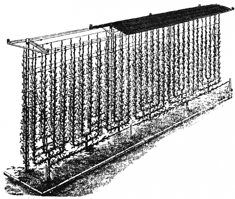 Иллюстрация к книге — Как обустроить сад и зарабатывать на нем [i_027.jpg]