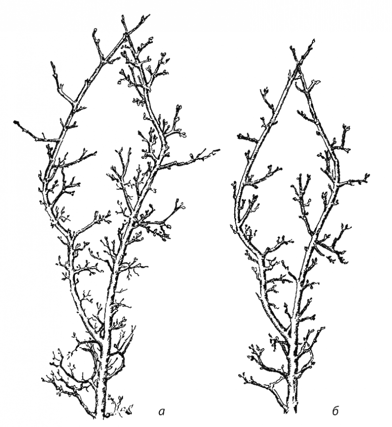 Иллюстрация к книге — Как обустроить сад и зарабатывать на нем [i_034.jpg]