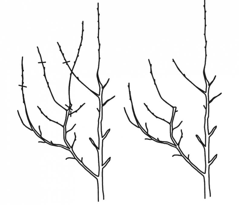 Иллюстрация к книге — Как обустроить сад и зарабатывать на нем [i_035.jpg]