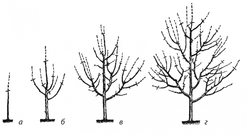 Иллюстрация к книге — Как обустроить сад и зарабатывать на нем [i_039.jpg]