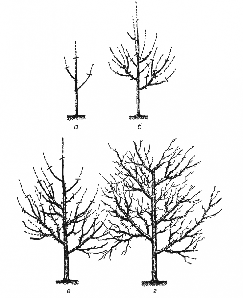 Иллюстрация к книге — Как обустроить сад и зарабатывать на нем [i_041.jpg]