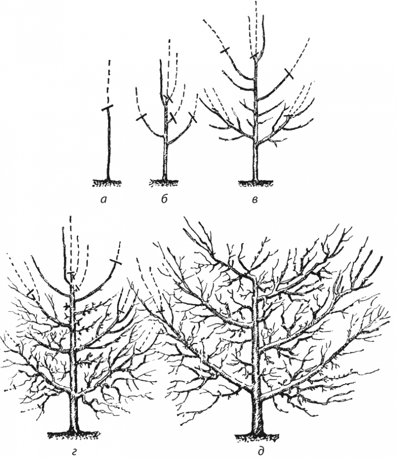 Иллюстрация к книге — Как обустроить сад и зарабатывать на нем [i_042.jpg]