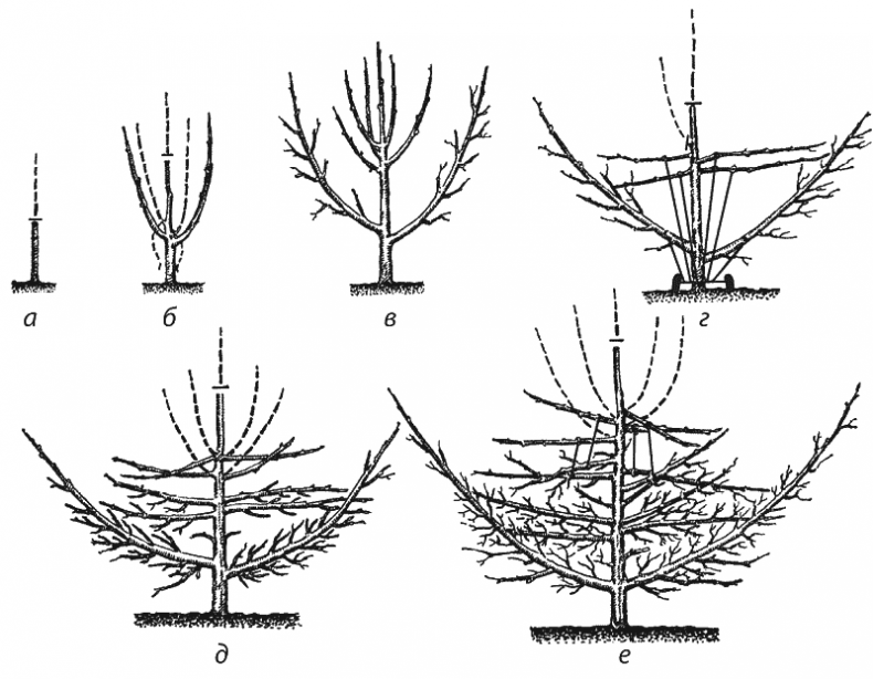 Иллюстрация к книге — Как обустроить сад и зарабатывать на нем [i_043.jpg]