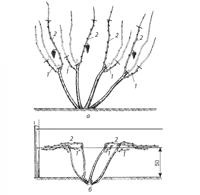 Иллюстрация к книге — Как обустроить сад и зарабатывать на нем [i_047.jpg]