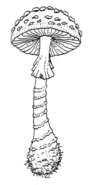 Иллюстрация к книге — Мистерии Мухомора [i_016.jpg]