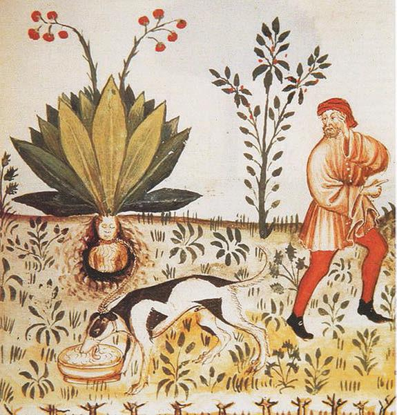 Иллюстрация к книге — Мистерии Мухомора [i_078.jpg]