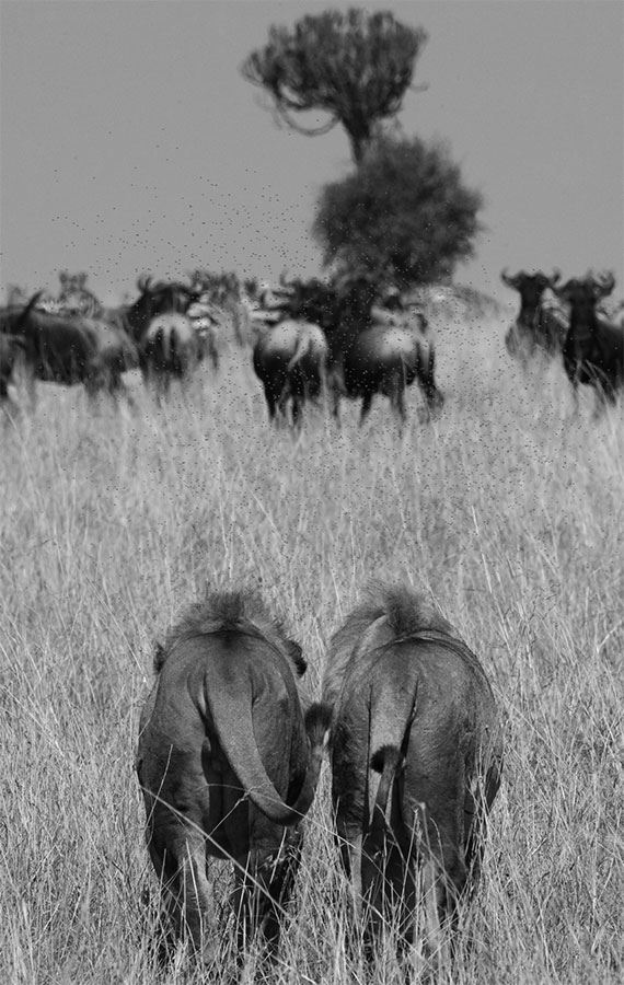 Иллюстрация к книге — 99 секретов биологии [i_002.jpg]