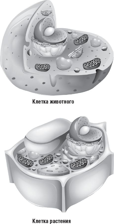 Иллюстрация к книге — 99 секретов биологии [i_007.jpg]