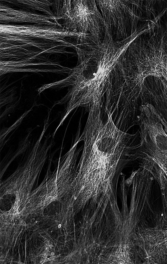 Иллюстрация к книге — 99 секретов биологии [i_008.jpg]