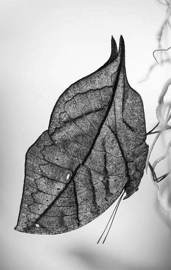 Иллюстрация к книге — 99 секретов биологии [i_009.jpg]