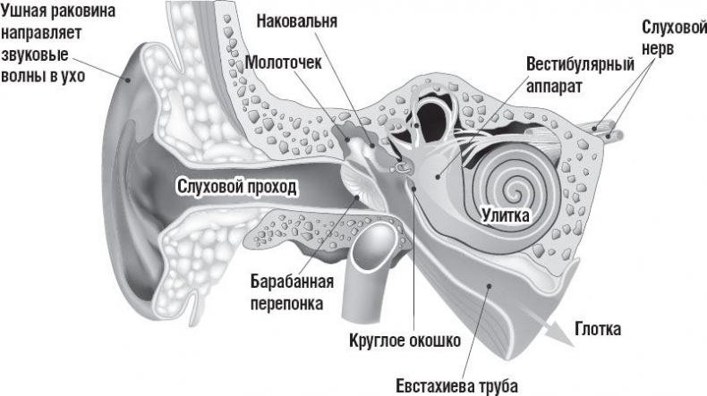 Иллюстрация к книге — 99 секретов биологии [i_011.jpg]