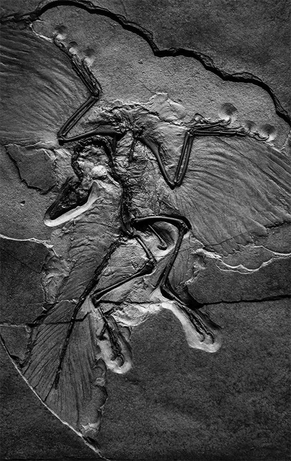 Иллюстрация к книге — 99 секретов биологии [i_018.jpg]