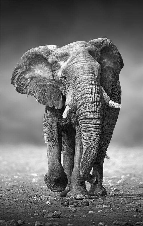 Иллюстрация к книге — 99 секретов биологии [i_020.jpg]