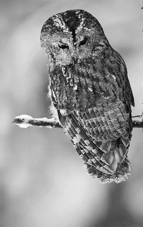 Иллюстрация к книге — 99 секретов биологии [i_022.jpg]