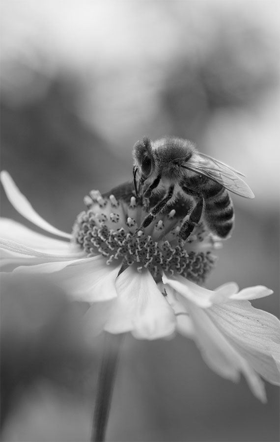 Иллюстрация к книге — 99 секретов биологии [i_023.jpg]