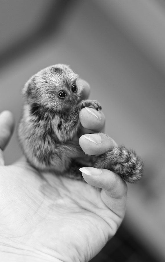 Иллюстрация к книге — 99 секретов биологии [i_025.jpg]