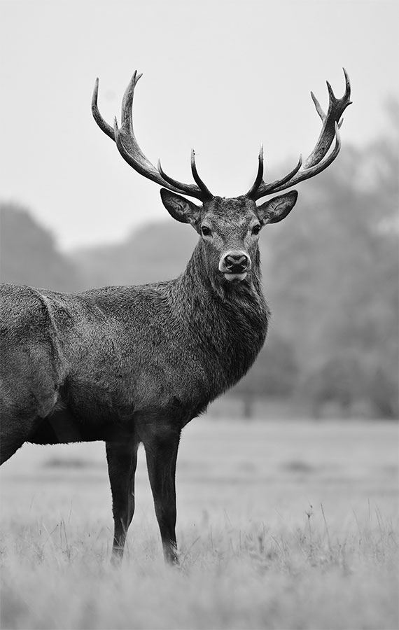 Иллюстрация к книге — 99 секретов биологии [i_028.jpg]