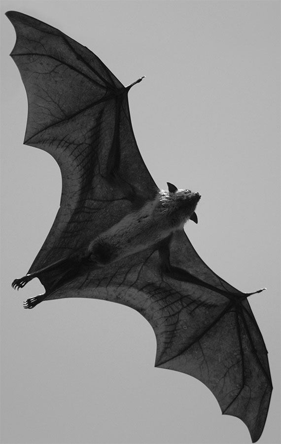 Иллюстрация к книге — 99 секретов биологии [i_029.jpg]