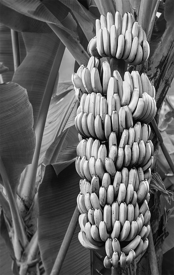 Иллюстрация к книге — 99 секретов биологии [i_031.jpg]