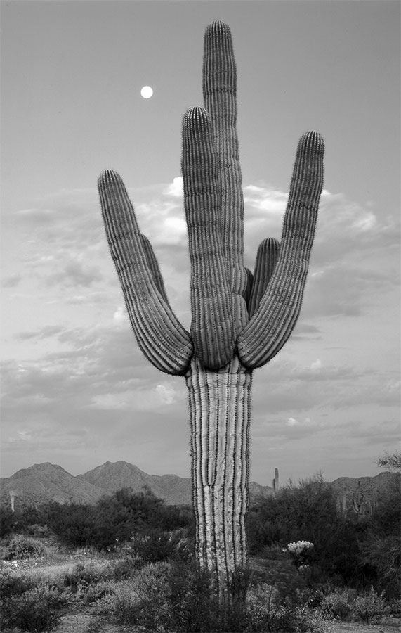 Иллюстрация к книге — 99 секретов биологии [i_032.jpg]