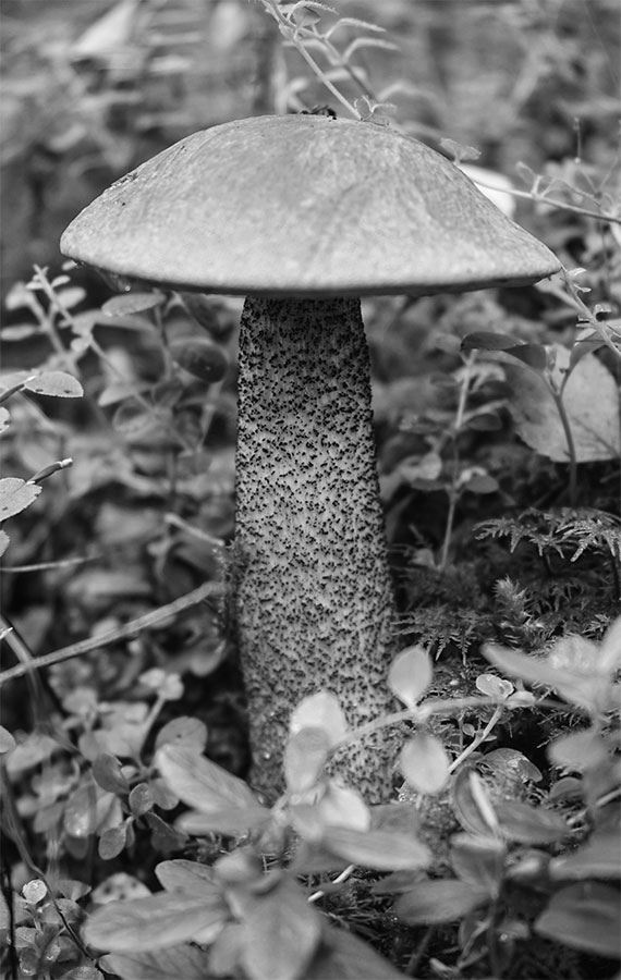 Иллюстрация к книге — 99 секретов биологии [i_035.jpg]