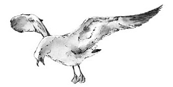 Иллюстрация к книге — На берегах Босфора. Стамбул в рецептах, историях и криках чаек [i_004.jpg]