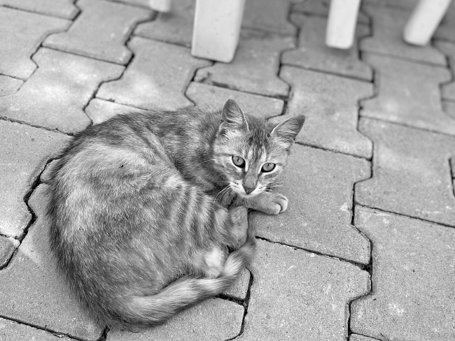 Иллюстрация к книге — На берегах Босфора. Стамбул в рецептах, историях и криках чаек [i_082.jpg]