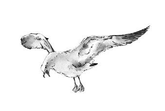 Иллюстрация к книге — На берегах Босфора. Стамбул в рецептах, историях и криках чаек [i_084.jpg]