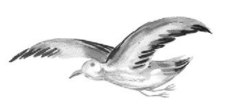 Иллюстрация к книге — На берегах Босфора. Стамбул в рецептах, историях и криках чаек [i_096.jpg]