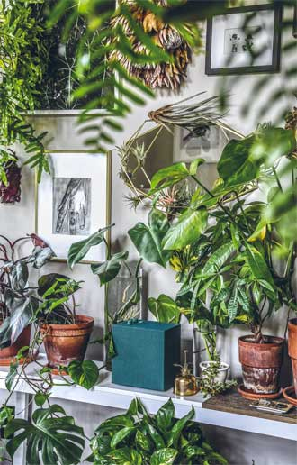 Иллюстрация к книге — Wild at home. Как превратить свой дом в зеленый рай [i_010.jpg]