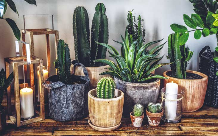 Иллюстрация к книге — Wild at home. Как превратить свой дом в зеленый рай [i_033.jpg]