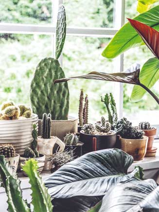 Иллюстрация к книге — Wild at home. Как превратить свой дом в зеленый рай [i_036.jpg]