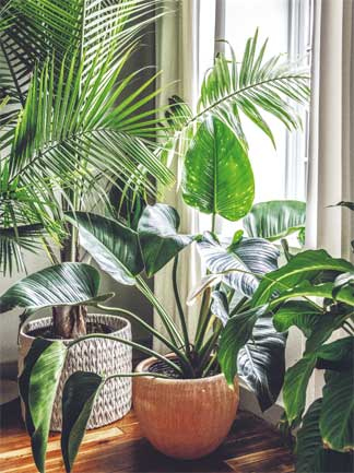 Иллюстрация к книге — Wild at home. Как превратить свой дом в зеленый рай [i_038.jpg]